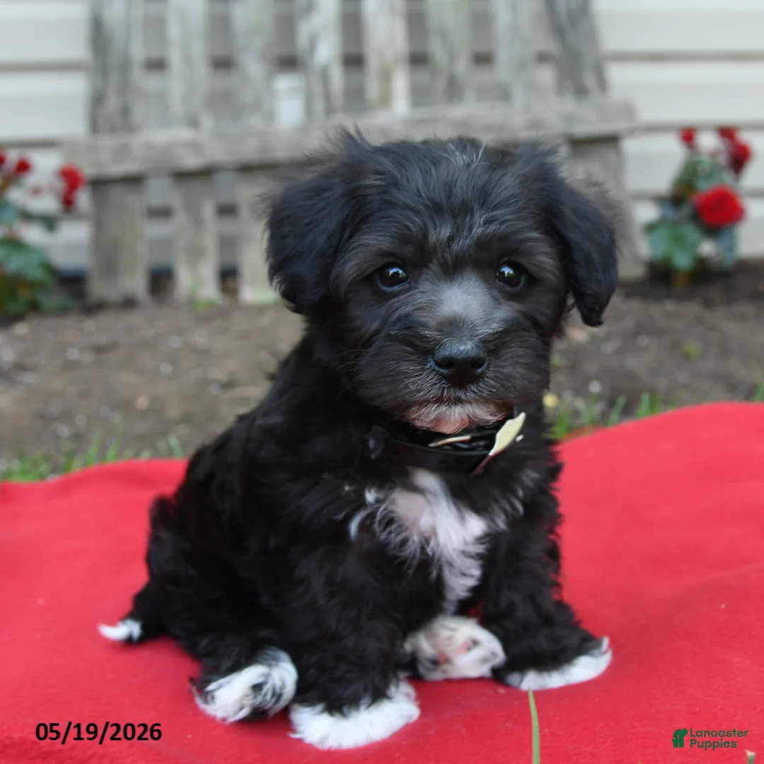 Schnoodle dogs for sale: Benni  - Ad 1