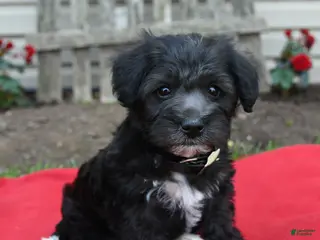 Schnoodle dogs for sale: Benni - Ad 2