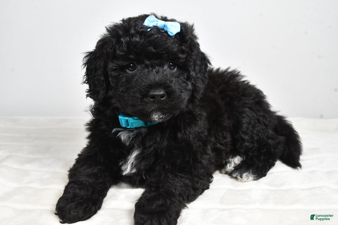 Mini Goldendoodle dogs for sale: Arthur - Ad 3