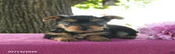 Yorkshire Terrier dogs for sale: Terry - Ad 3