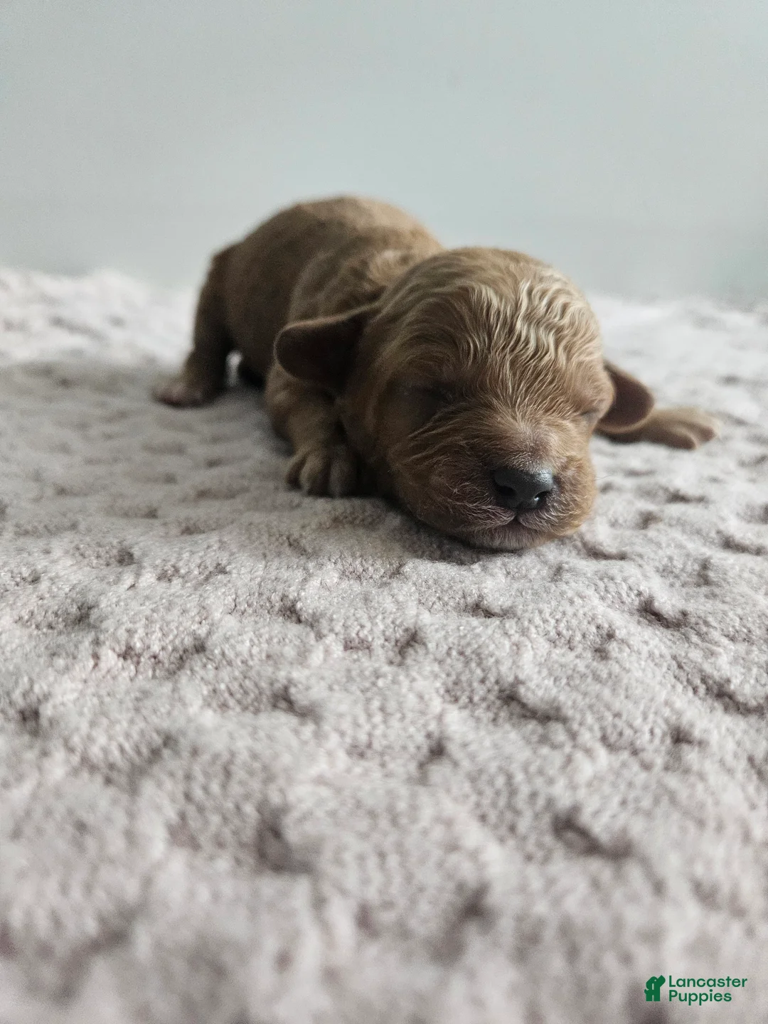 Cavapoo dogs for sale: Cody - Ad 2