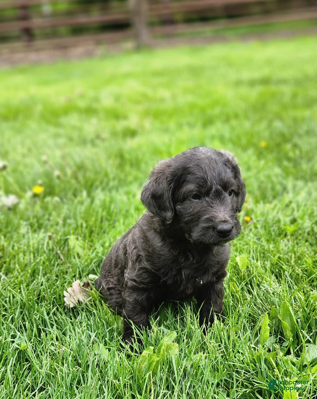 Labradoodle dogs for sale: Mr Blue/Green - Ad 1