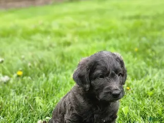 Labradoodle dogs for sale: Mr Blue/Green - Ad 1