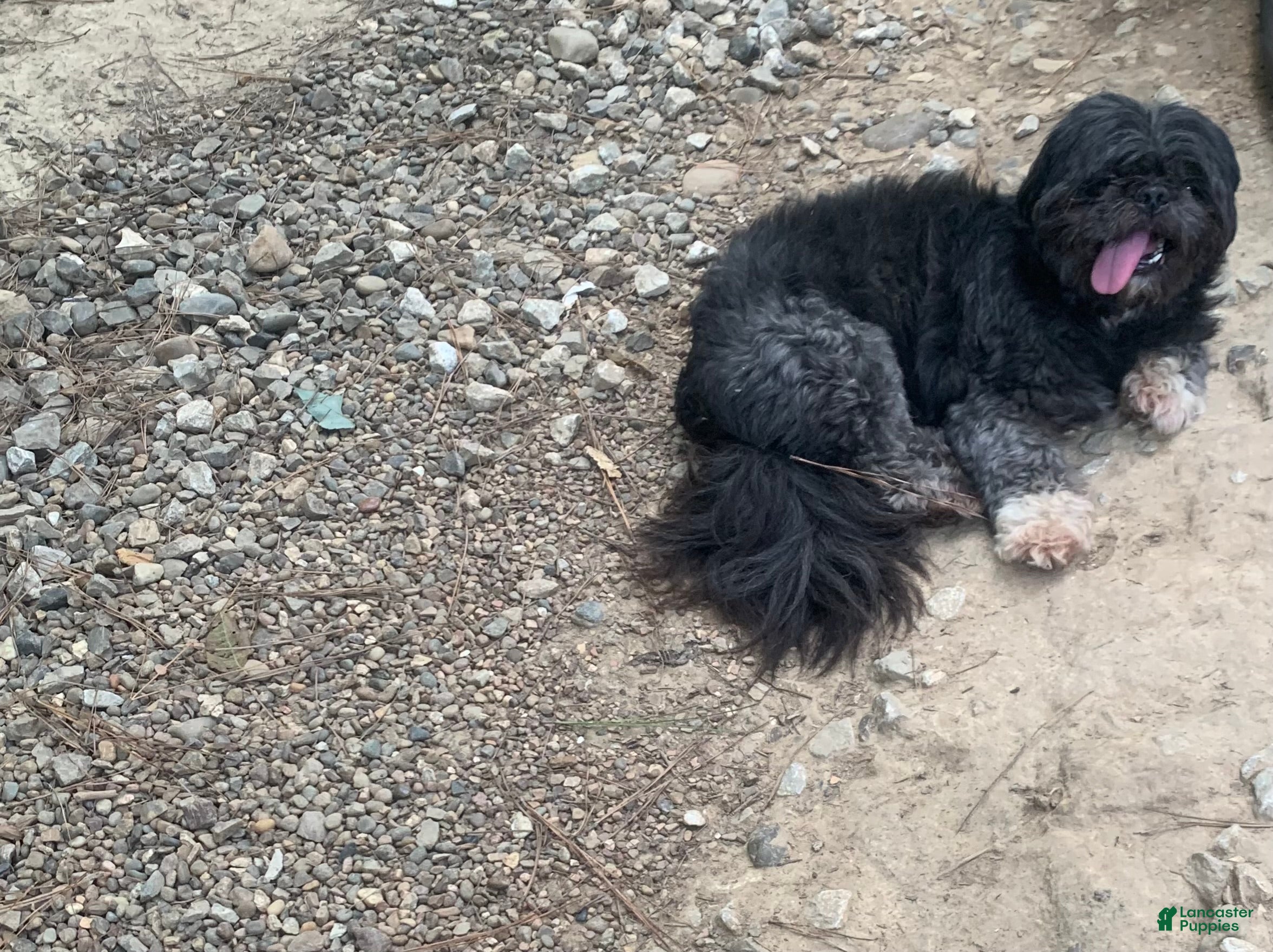 Shih Tzu dogs Gizmo  - Ad 31