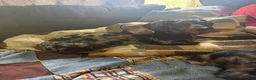 Miniature Dachshund dogs for sale: Briar - Ad 4