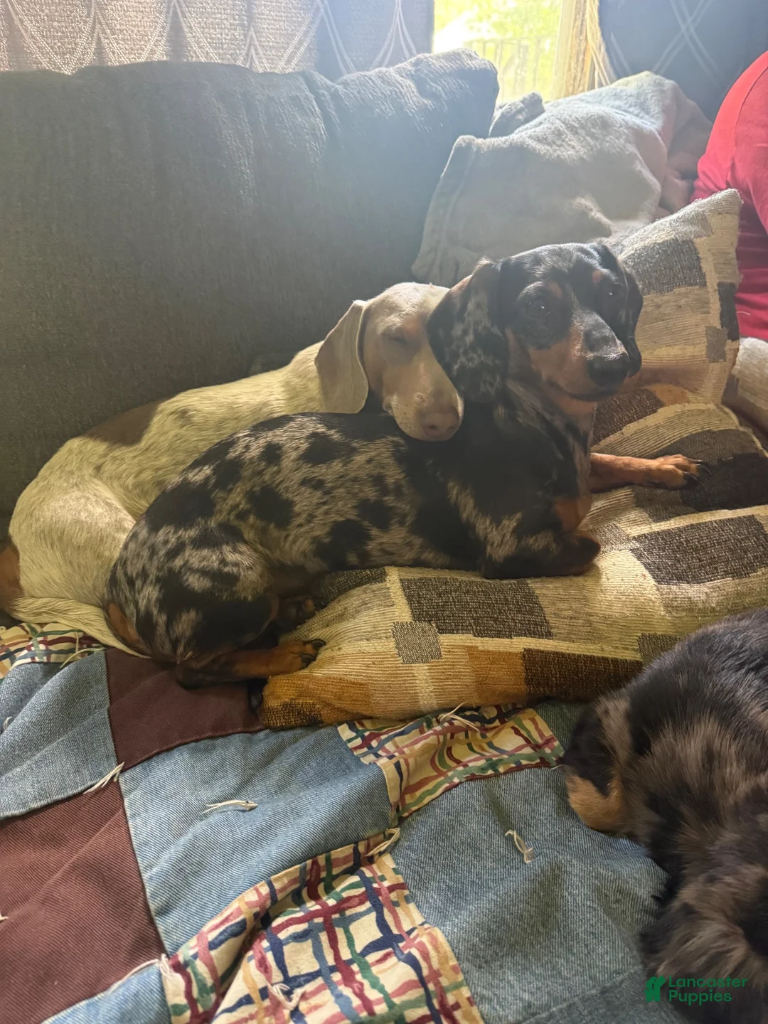 Miniature Dachshund dogs for sale: Briar - Ad 4