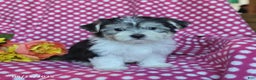 Morkie dogs for sale: Miles - Ad 6