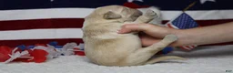 Golden Retriever dogs for sale: Focaccia  - Ad 4