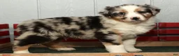 Australian Shepherd dogs for sale: Frank - Ad 6