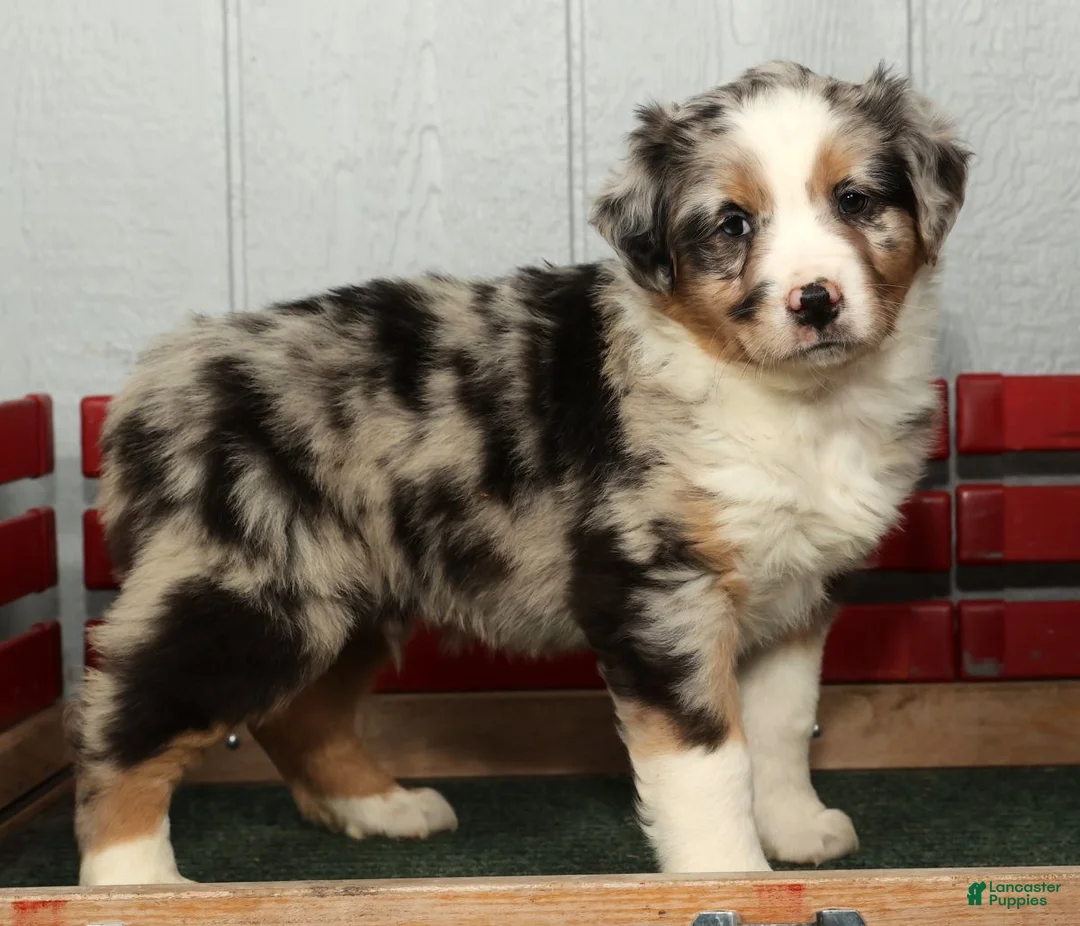 Australian Shepherd dogs for sale: Frank - Ad 6