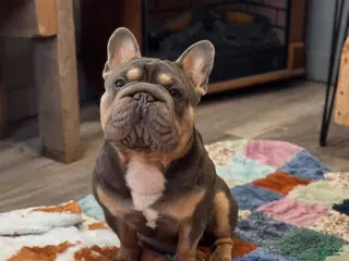 French Bulldog dogs Mr. Steal Yo Girl “Tinder” Blue - Ad 4