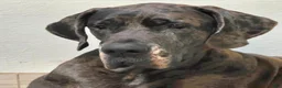 Great Dane dogs for sale: Bellows - Ad 9