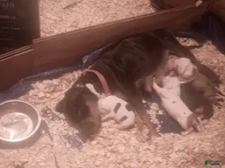 American Pit Bull Terrier dogs American Pit Bull Terrier Puppy 2 - Ad 6