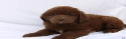 Newfoundland dogs for sale: Duke - Ad 4