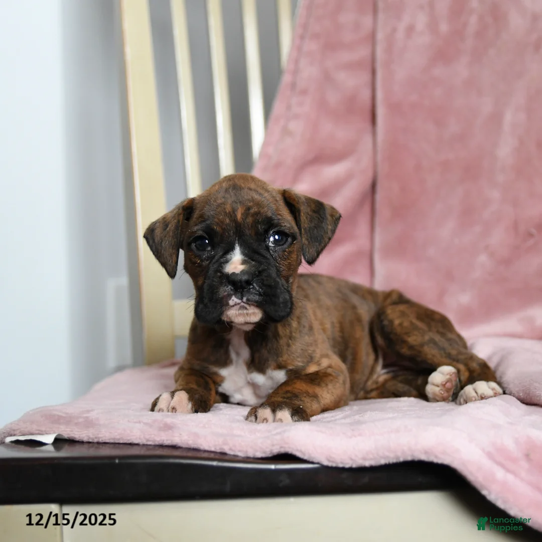 Boxer dogs for sale: Lolli - Ad 8