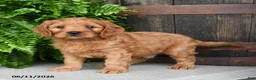 Cavapoo dogs for sale: Tyrian - Ad 4