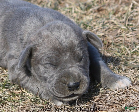 Great Dane dogs Heather - Ad 42