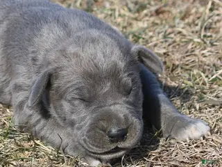 Great Dane dogs Heather - Ad 42