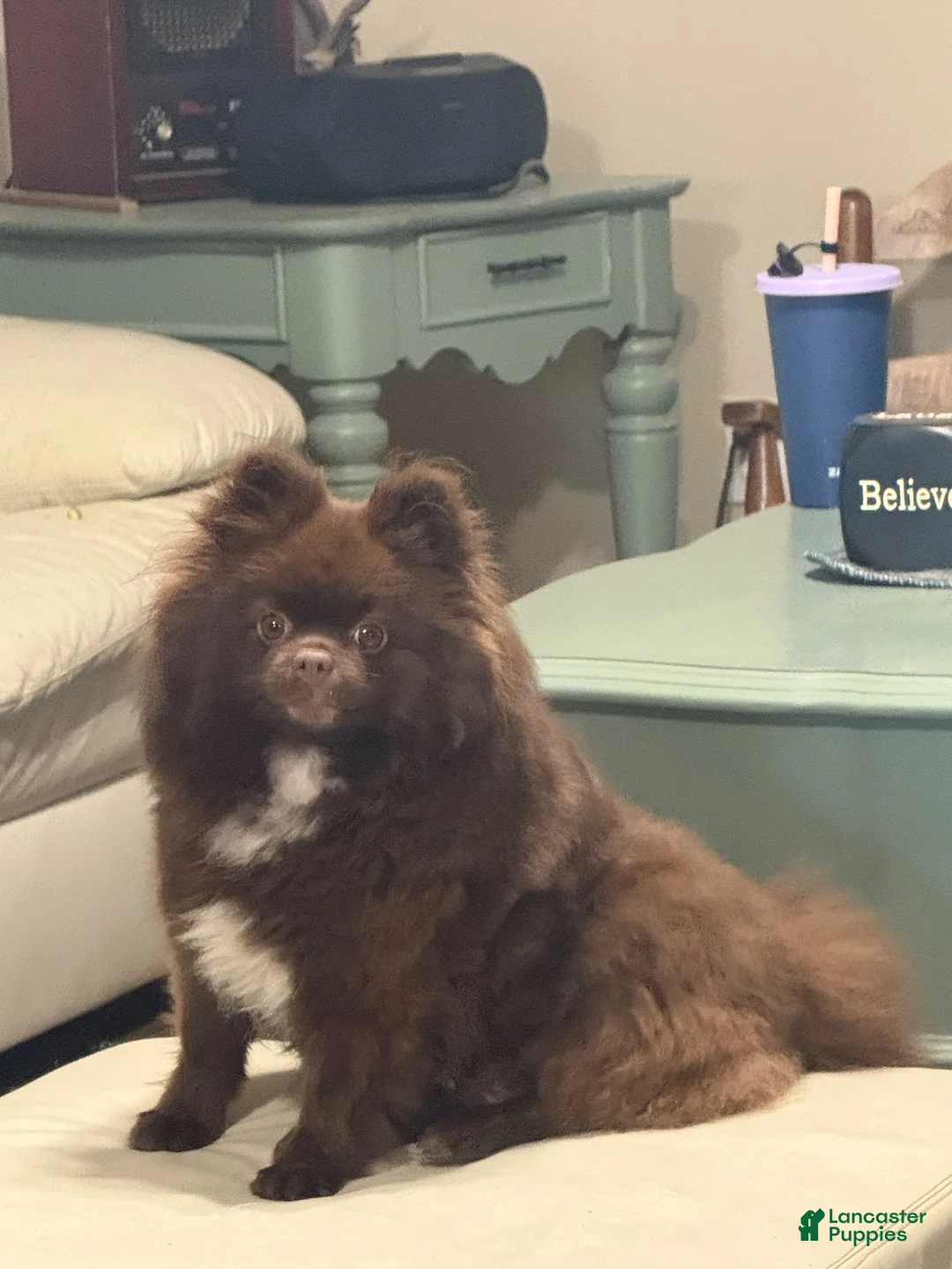 Pomeranian dogs for sale: Hershey - Ad 2