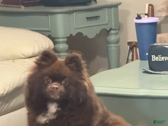 Pomeranian dogs for sale: Hershey - Ad 2