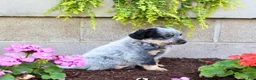 Australian Cattle Dog dogs for sale: Bingo - Ad 5