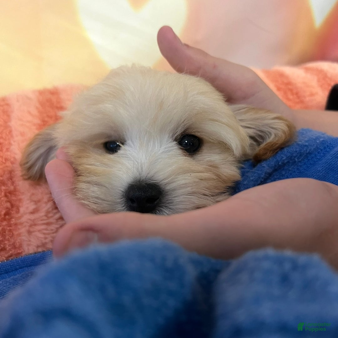 Maltipoo dogs for sale: Maltipoo litter of 5 puppies - Ad 6