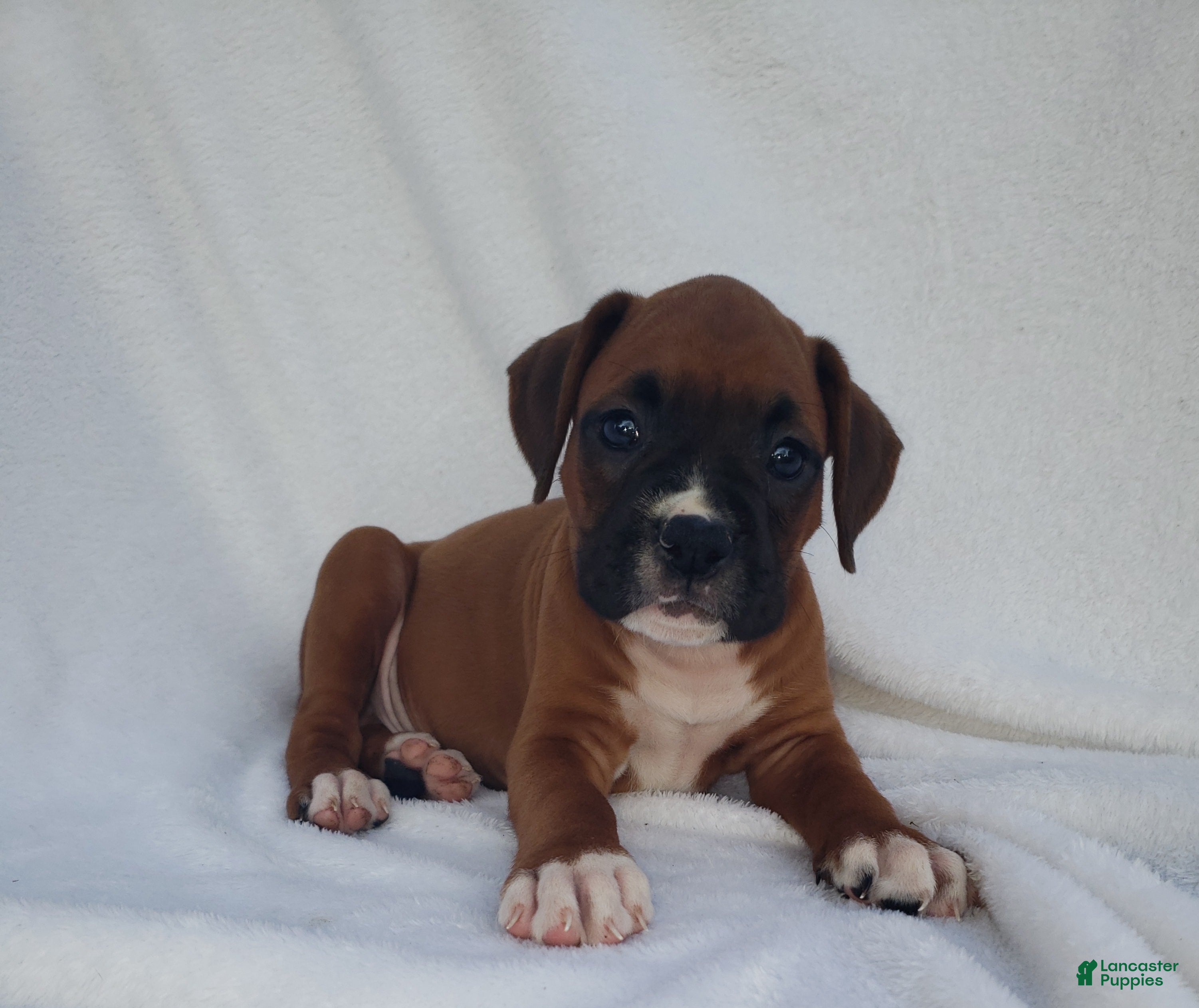 Boxer dogs Sarge - Ad 2