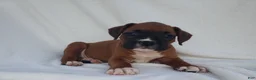 Boxer dogs for sale: Sarge - Ad 2
