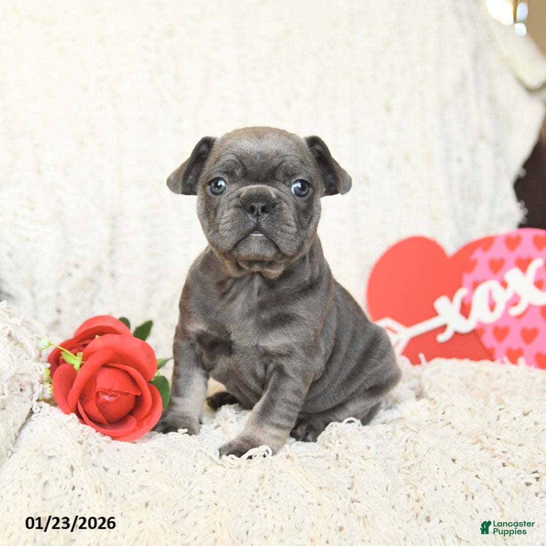 French Bulldog dogs for sale: Bronco - Ad 4