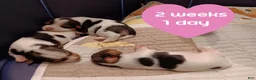 Mixed Breed dogs for sale: Hazlee - Ad 5