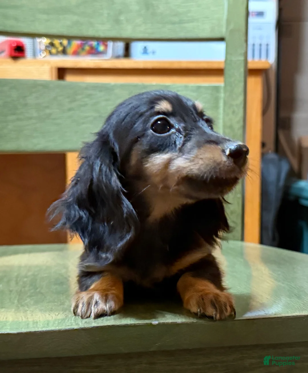 Miniature Dachshund dogs for sale: AKC Russian pra clear - Ad 3