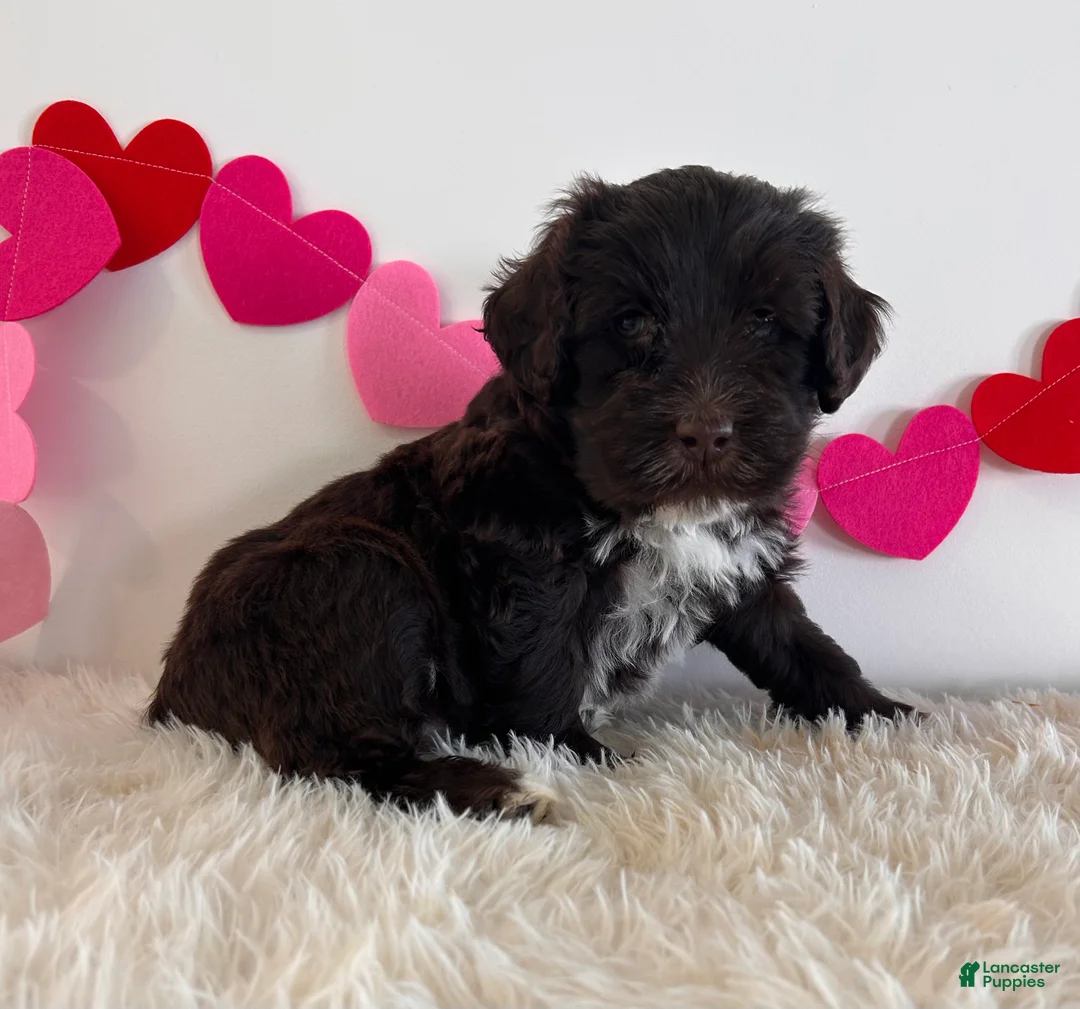 Portuguese Water Dog dogs for sale: Bear - Ad 2