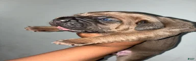 Cane Corso 2