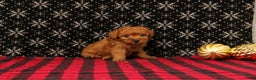 Miniature Poodle dogs for sale: Wish - Ad 1