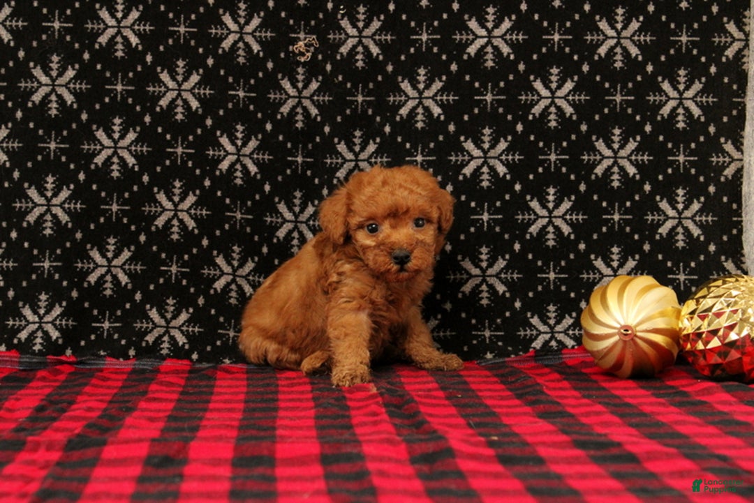 Miniature Poodle dogs for sale: Wish - Ad 1