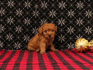 Miniature Poodle dogs Wish - Ad 38