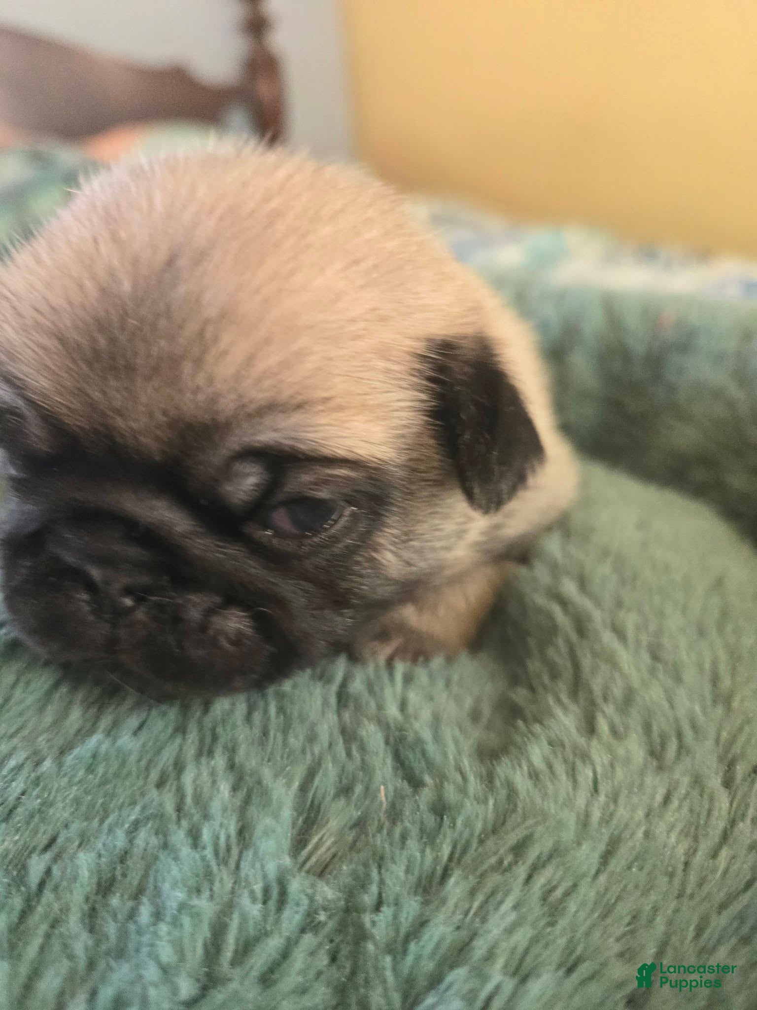 Pug dogs Pug Male 2 - Ad 1