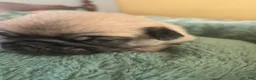 Pug dogs for sale: Pug Male 2 - Ad 1