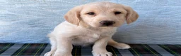 Labradoodle dogs for sale: Labradoodle 6 - Ad 5