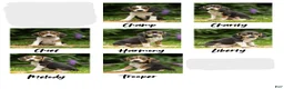 Beagle dogs for sale: Melody - Ad 5
