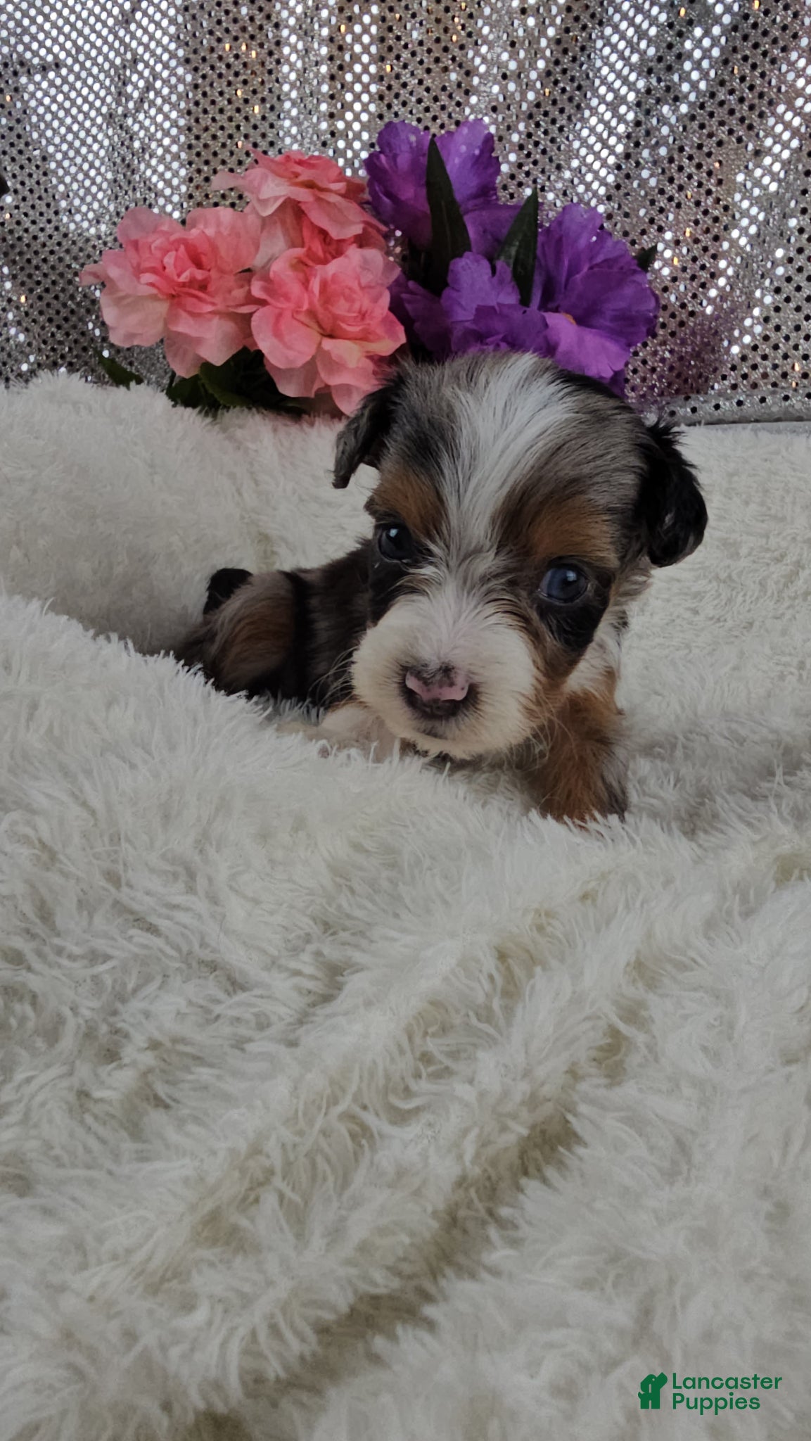 Mini Aussiedoodle dogs Indigo - Ad 6