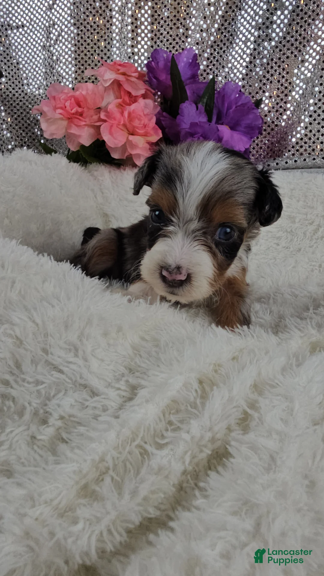 Mini Aussiedoodle dogs for sale: Indigo - Ad 1