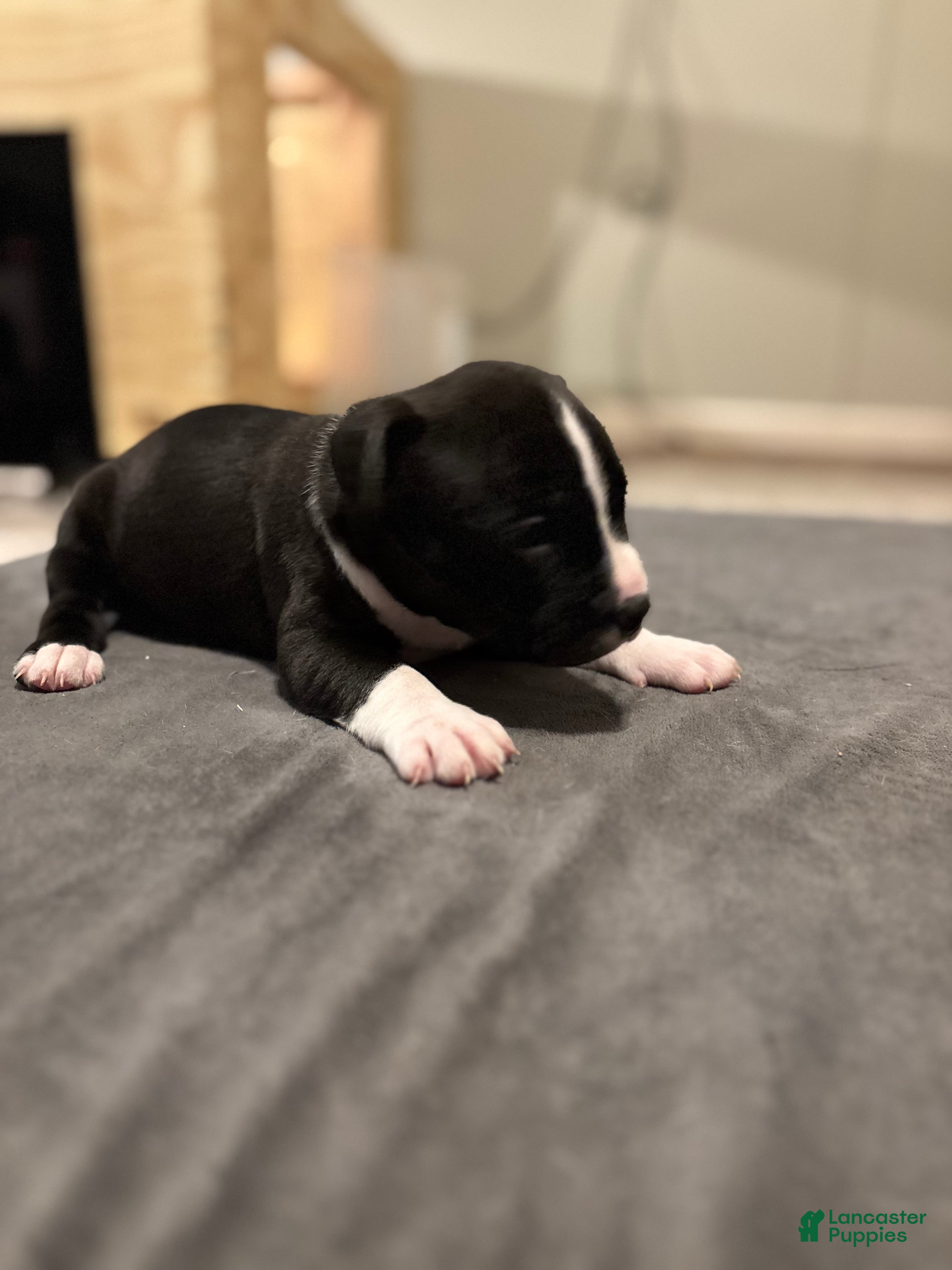 American Bully dogs Drago - Ad 2