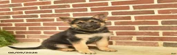 German Shepherd dogs for sale: Beauty - Ad 5