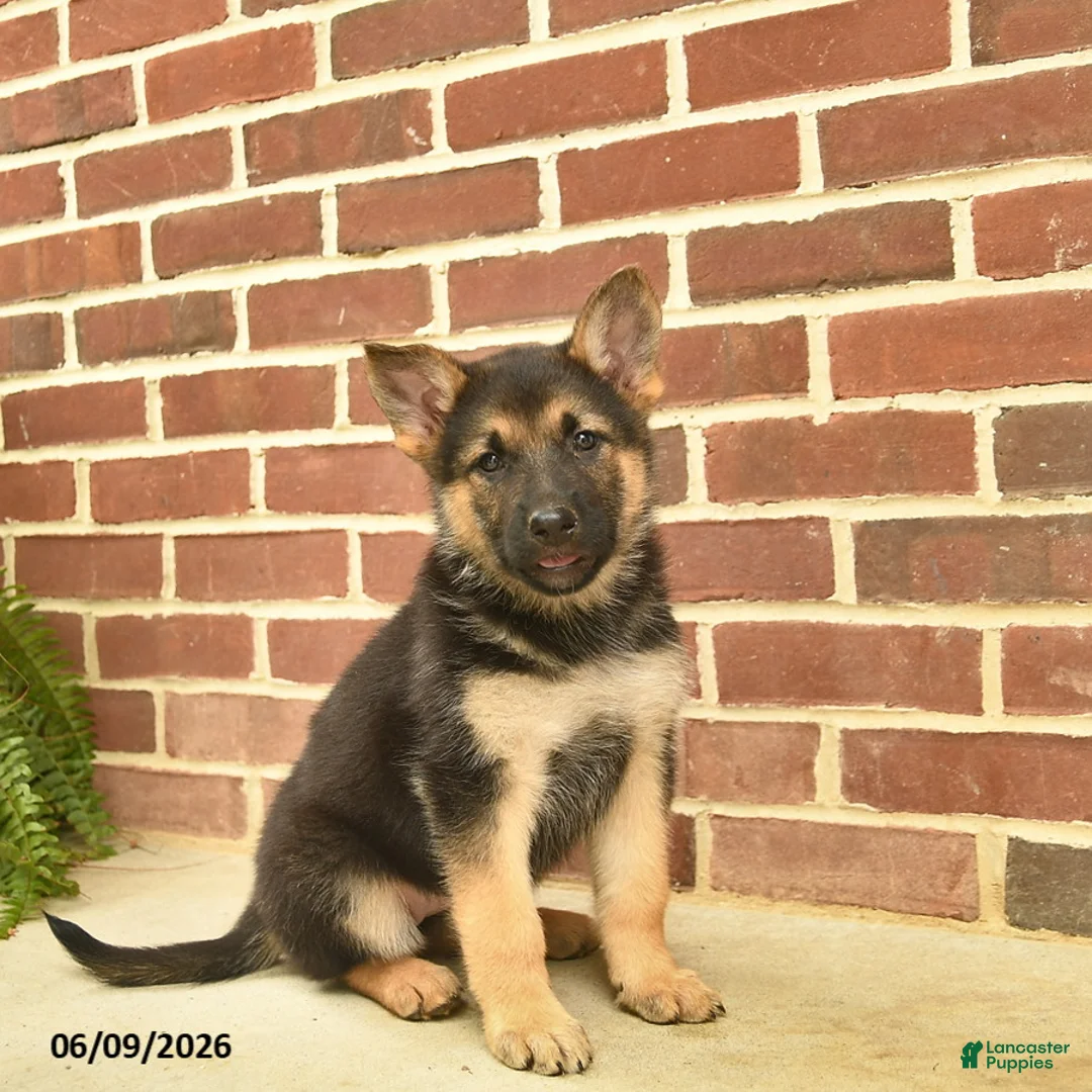 German Shepherd dogs for sale: Beauty - Ad 5