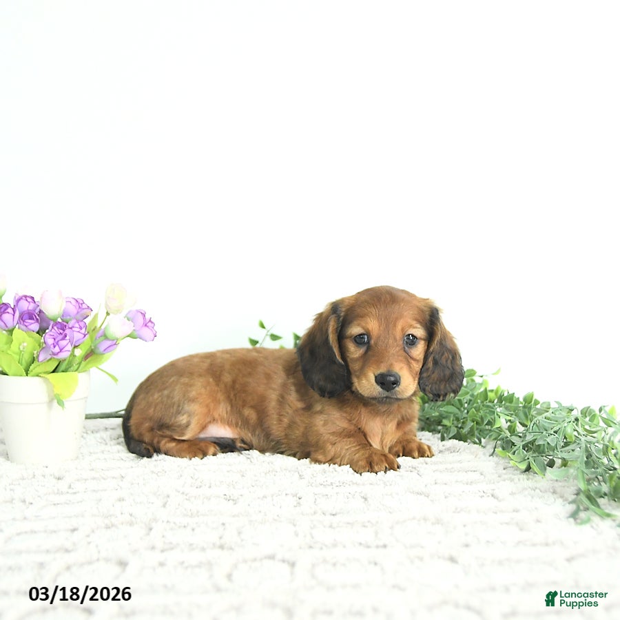 Miniature Dachshund dogs Rowan - Ad 2