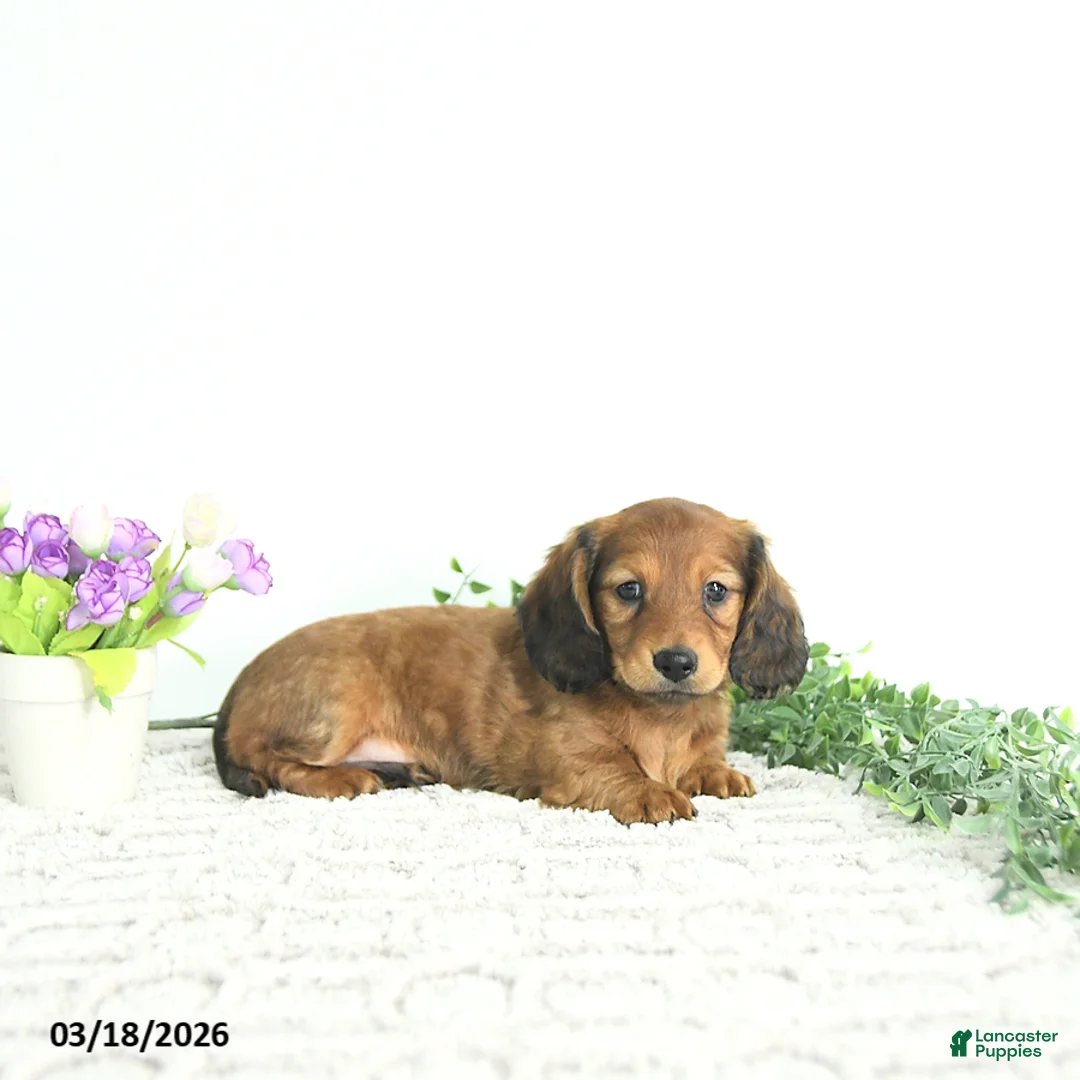 Miniature Dachshund dogs for sale: Rowan - Ad 2