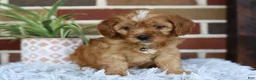 Cavapoo dogs for sale: Oakley  - Ad 11