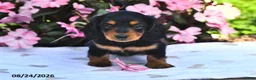 Miniature Dachshund dogs for sale: Sophie - Ad 2