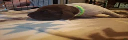 German Shorthaired Pointer dogs for sale: German Shorthaired Pointer Willow - Ad 12
